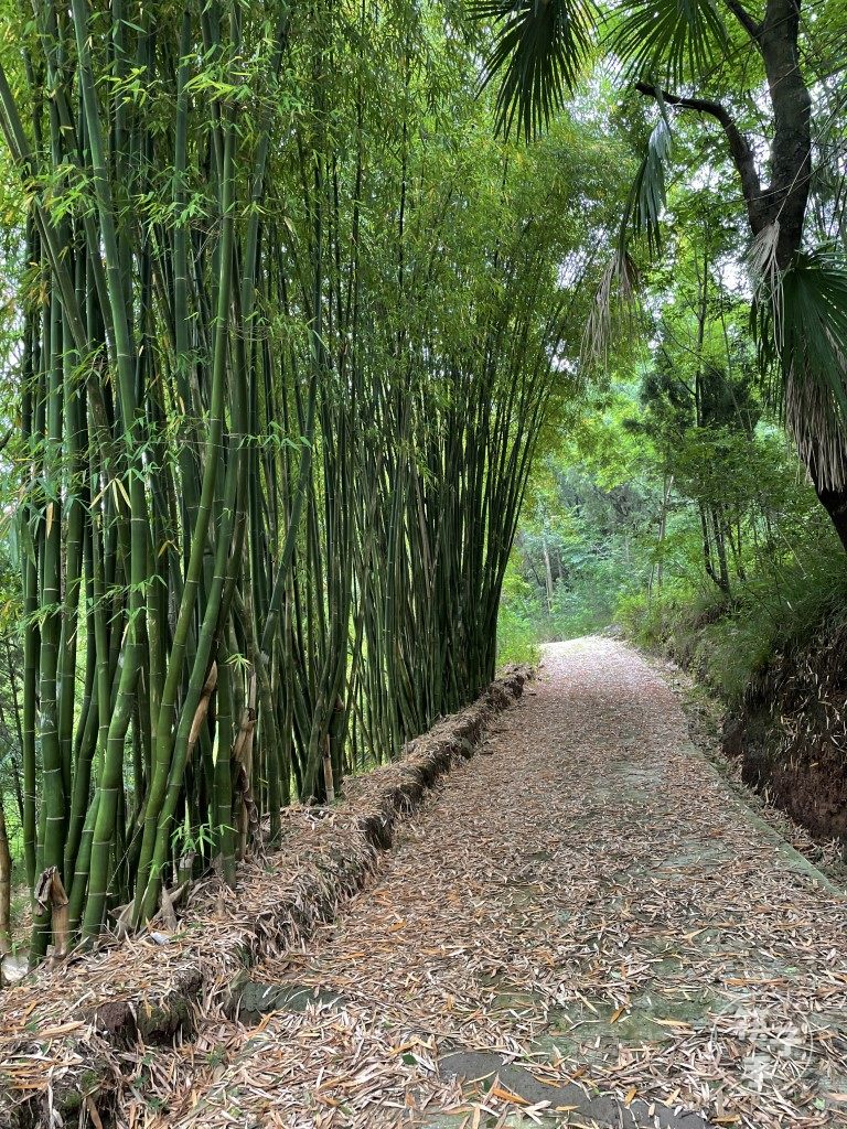 村道边的竹子