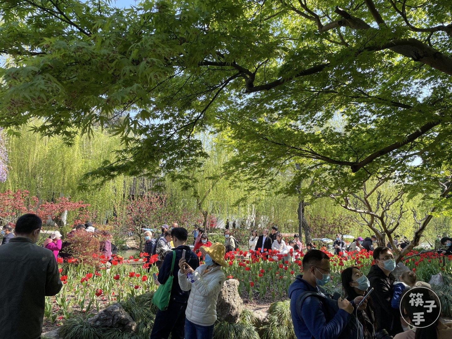 扬州春季风物大赏的配图