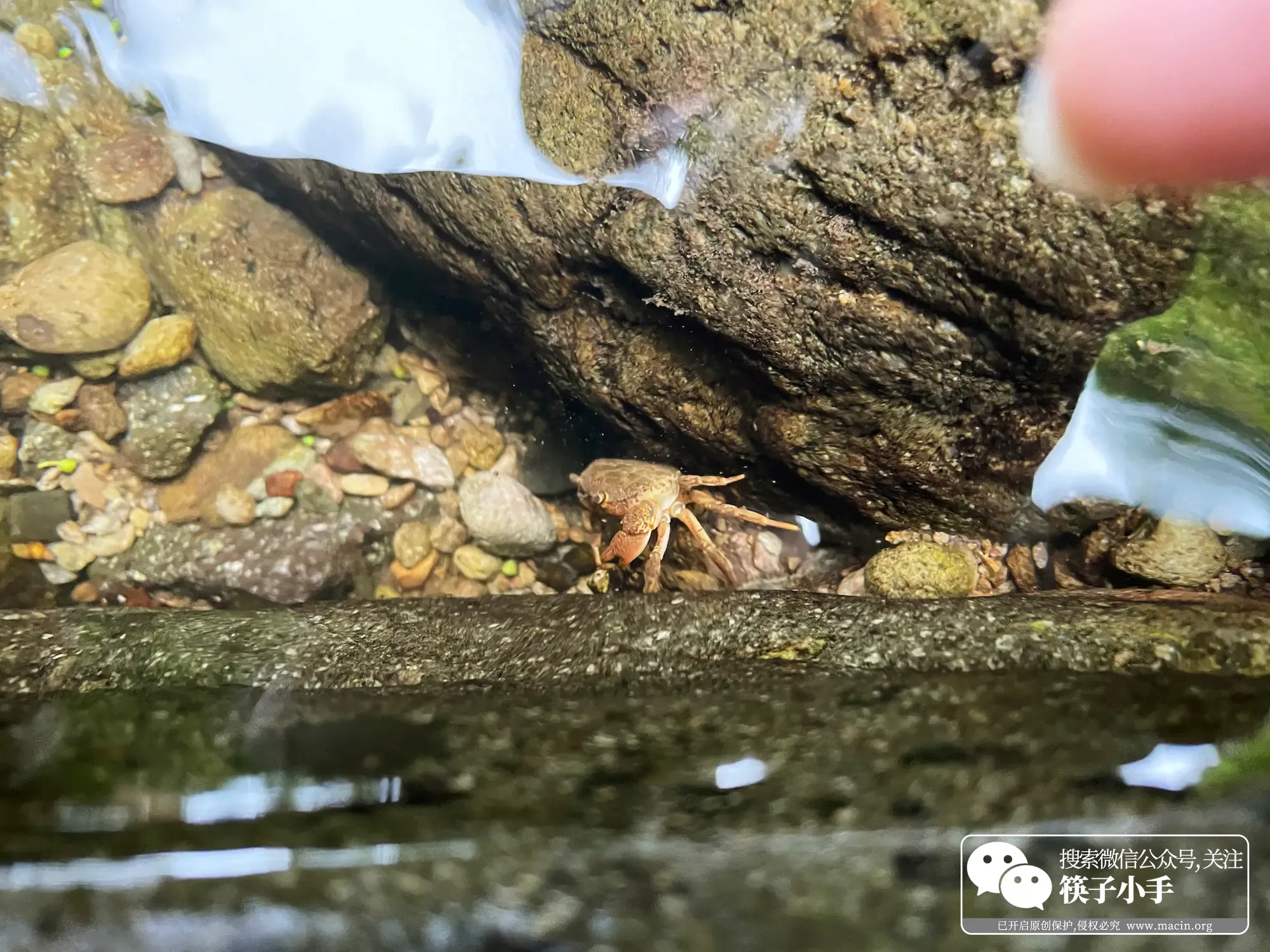 发现小螃蟹