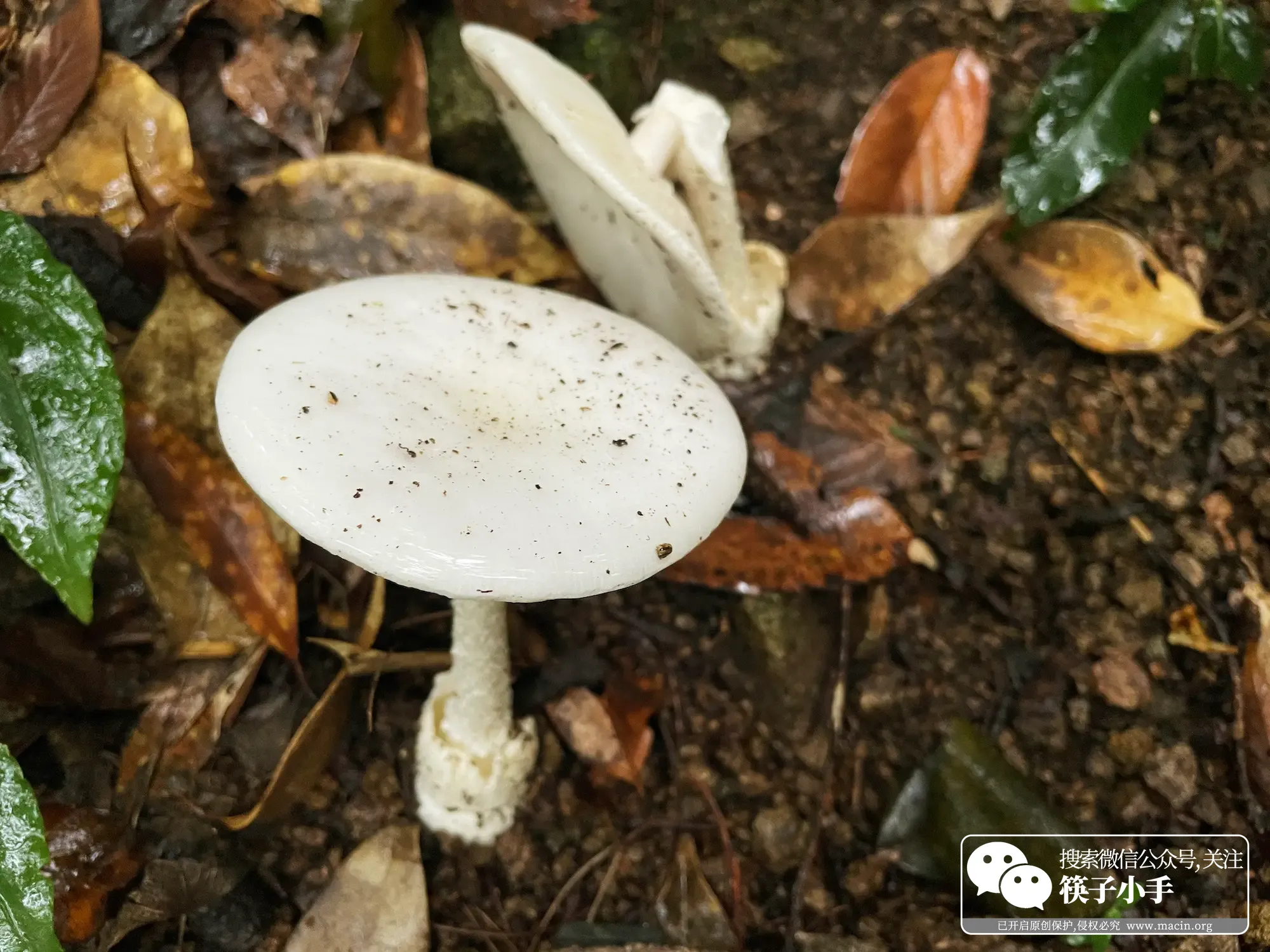Mushrooms after the rain