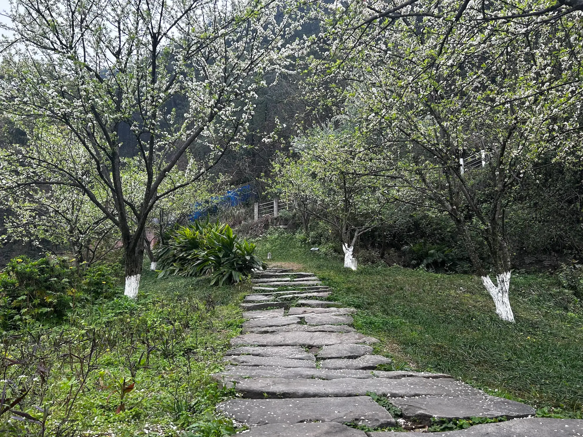 过春天，歌乐山矿坑徒步攻略