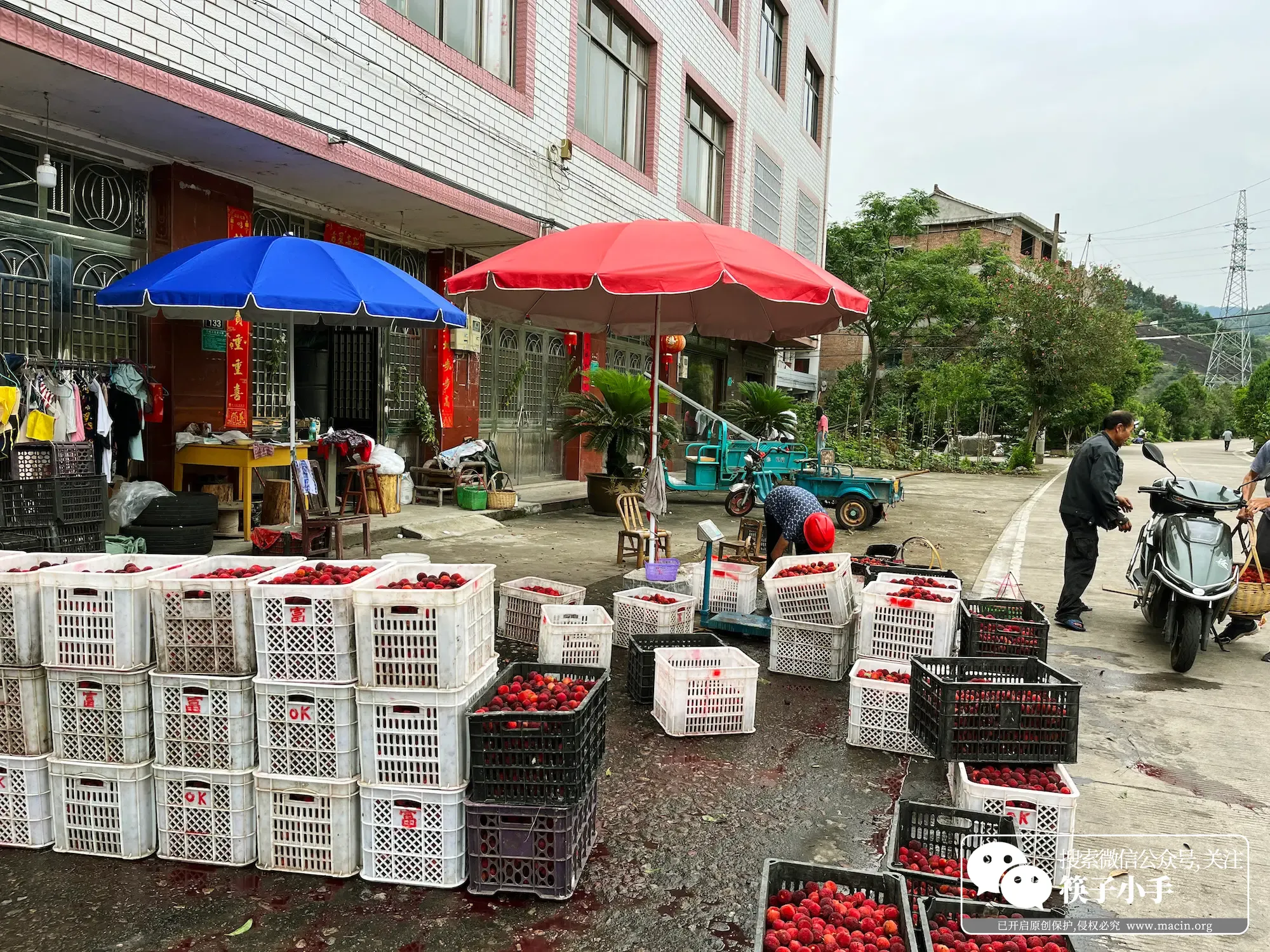 Can you believe the red bayberry that costs one yuan per catty?