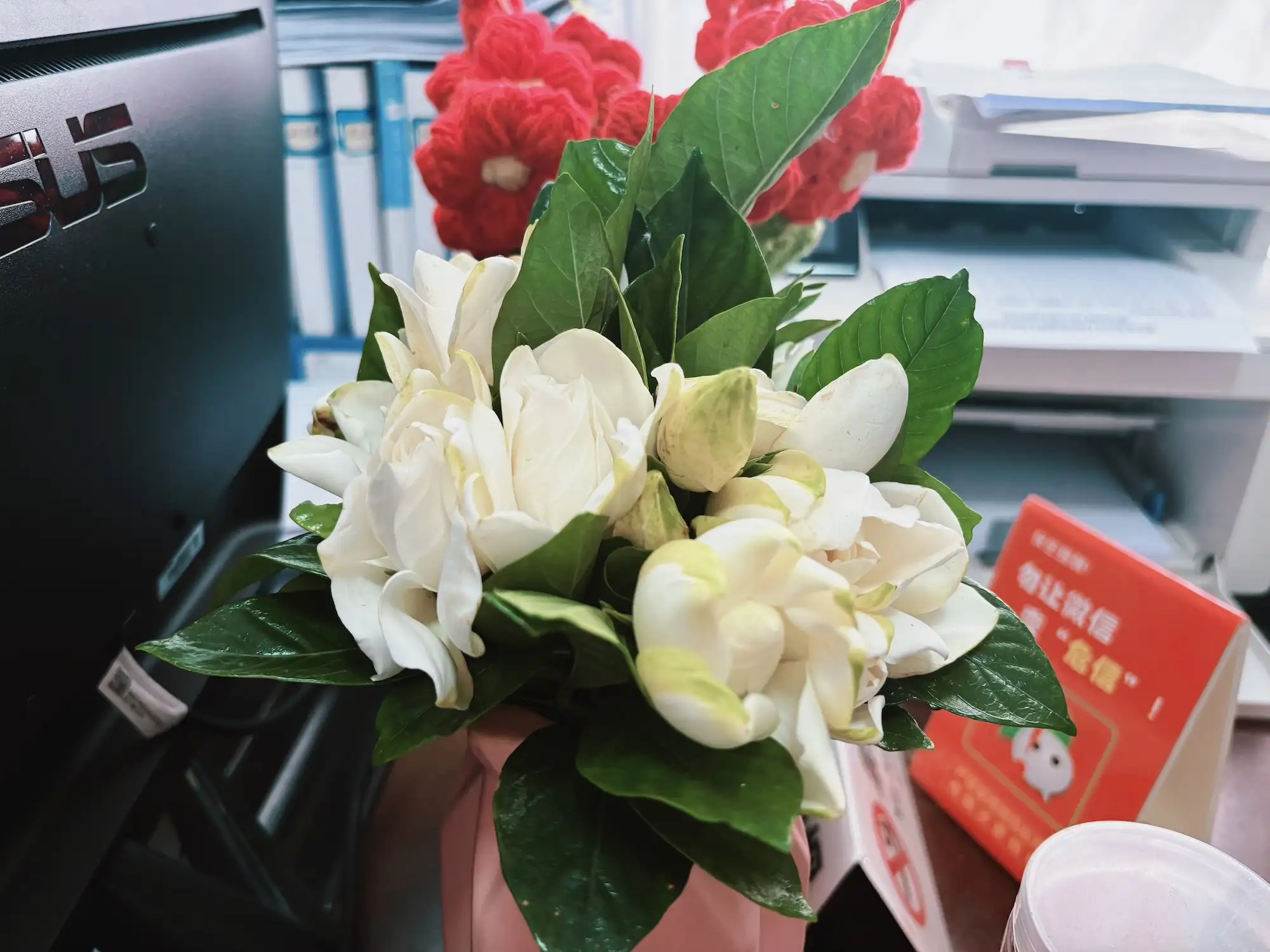 荣昌栀子花