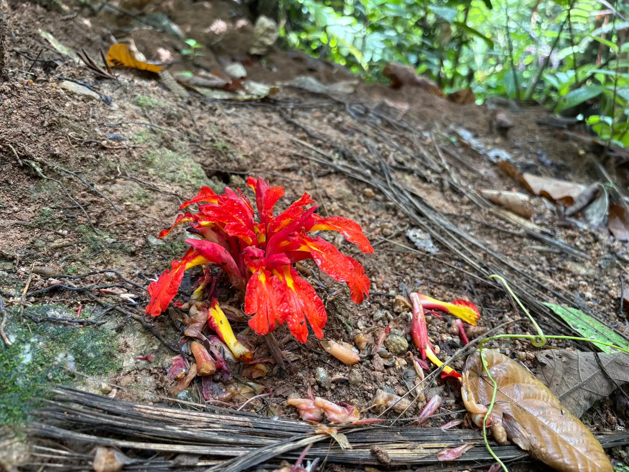 去原始森林里寻找大王花，几天就谢了
