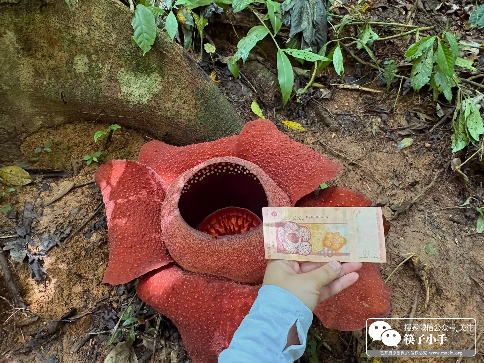盛开的大王花