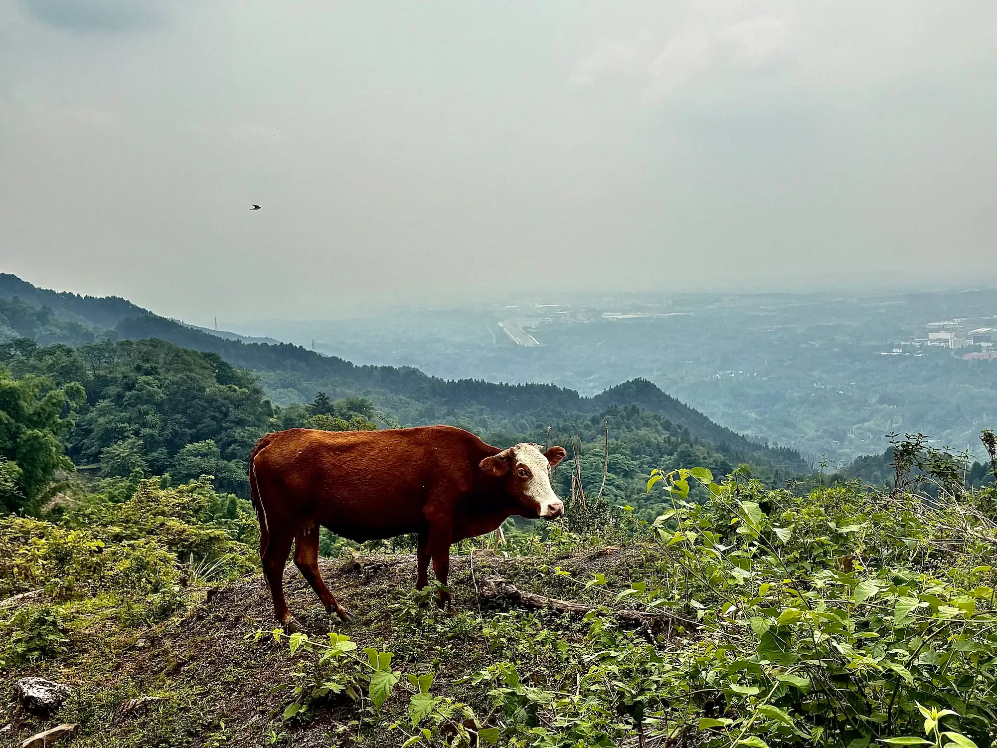 没走那条路，但我还是上了巴岳山