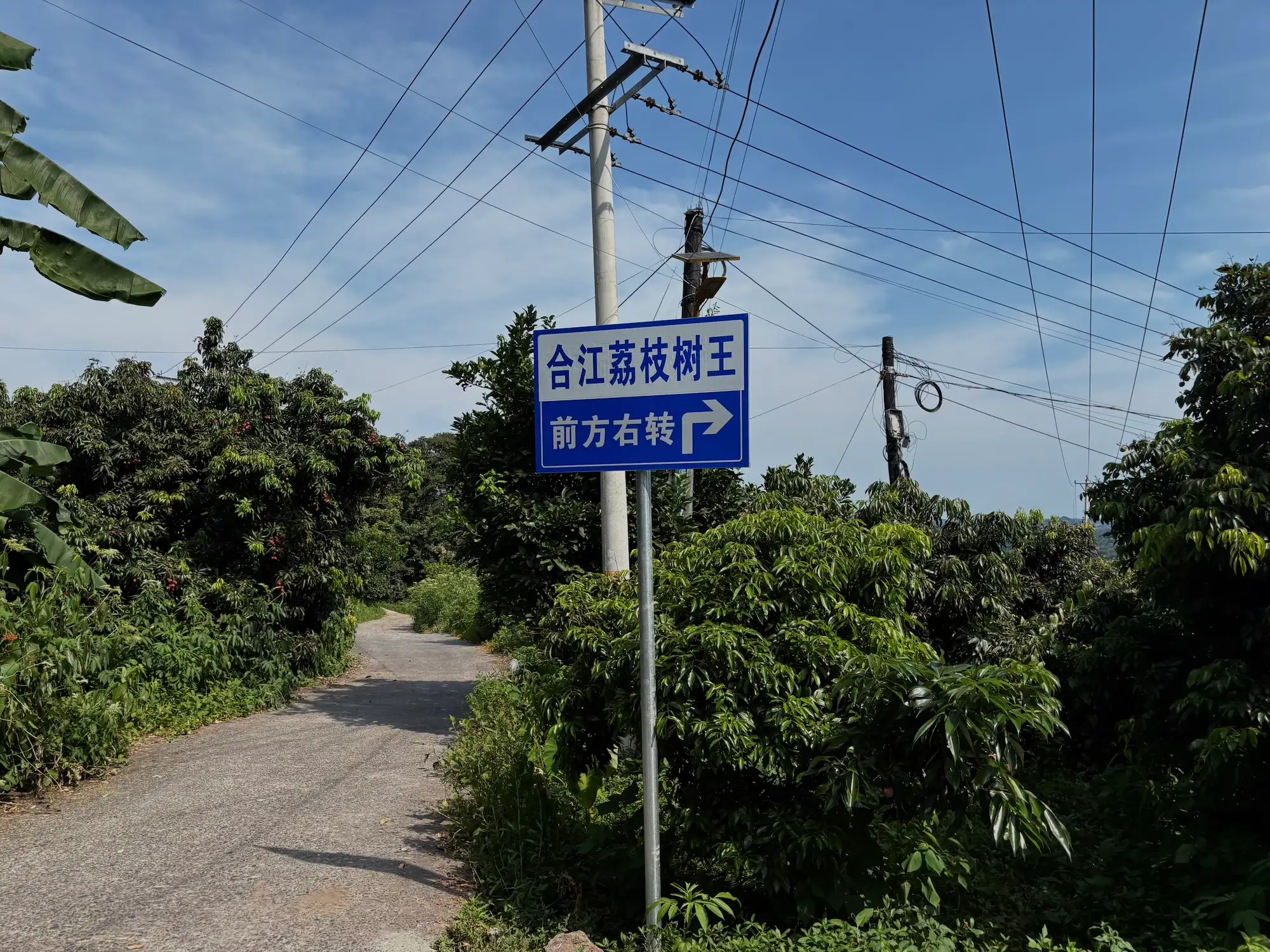 当广东荔枝下市，四川合江的才刚红透