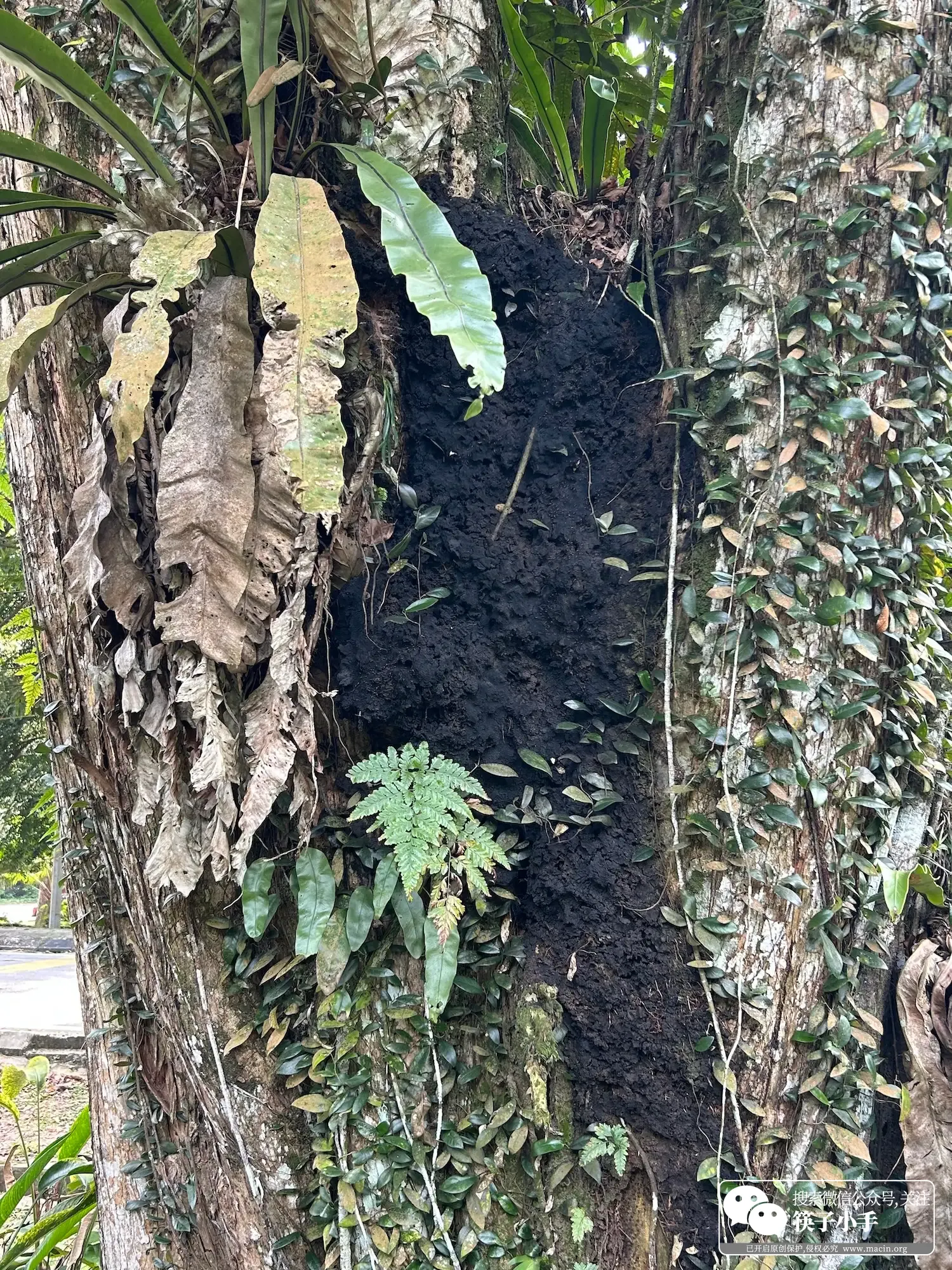 黑色是被啃食的