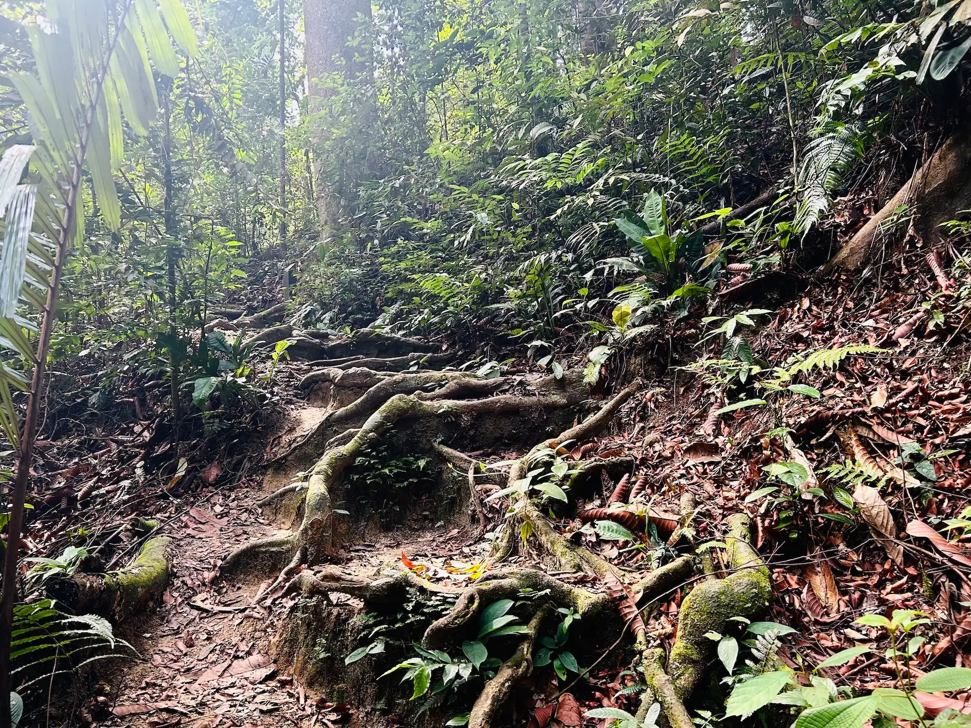 马来西亚森林研究院（FRIM）徒步记