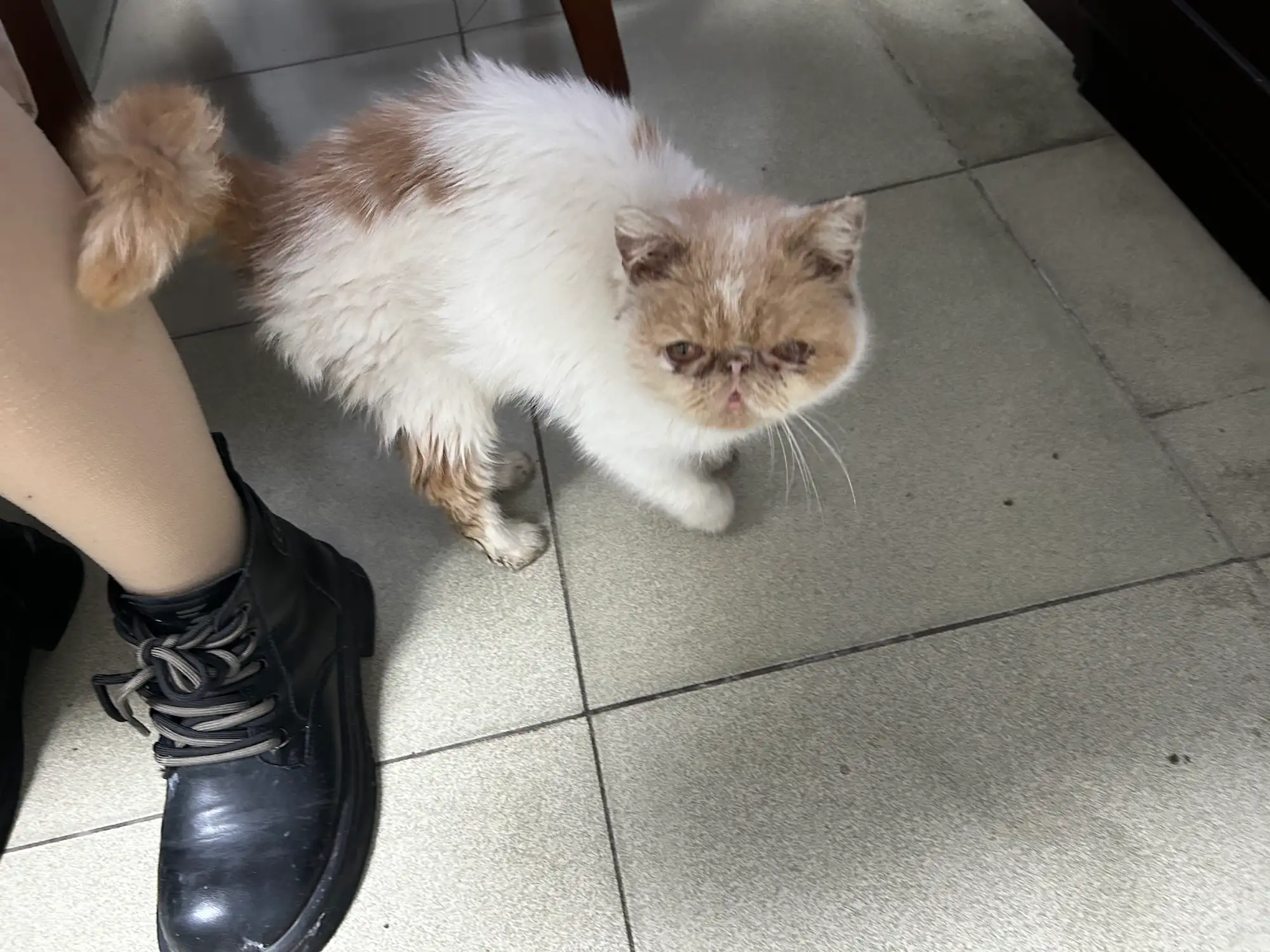 姐姐的小猫和我的小狗